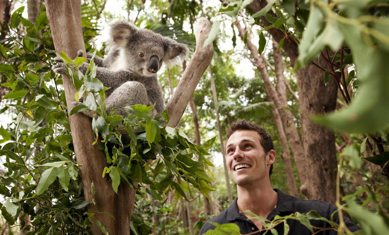 Koala im Currumbin Wildlife Sanctuary